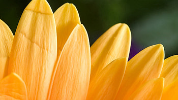 Flower, Macro, Petals, Tender HD wallpaper