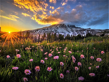 Mount Rainier-National Park-Washington, flowers, mount rainier, national park, washington HD wallpaper