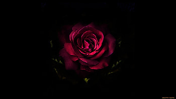 Plants, Flowers, Roses HD wallpaper