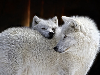 Wolves Family, animal, white, wolves, family HD wallpaper