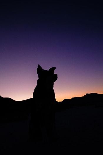 Sky, Night, Dark, Silhouette, Dog HD phone wallpaper