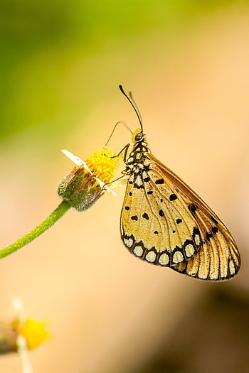 Elegant butterfly perched on a flower, showcasing natural pollination in Thiruvananthapuram HD phone wallpaper