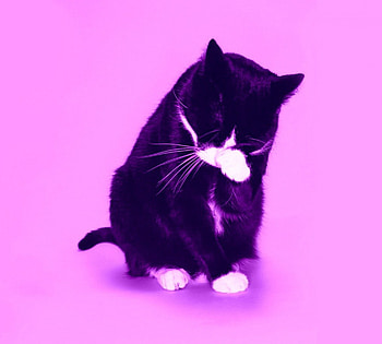 Don't look at me!, animal, pink, black and white, cute, cat, funny HD wallpaper
