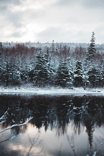 Winter, Nature, Rivers, Trees, Snow HD phone wallpaper