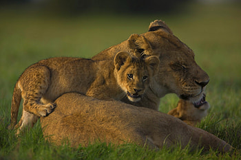 *** The lion's Family ***, lwiatka, laka, lwica, trawa HD wallpaper