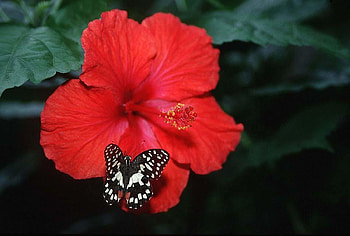 Butterfly, animal, leaves, flower HD wallpaper