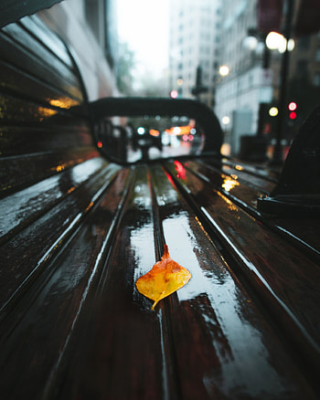 Autumn, Rain, Macro, Sheet, Leaf, Moisture HD phone wallpaper