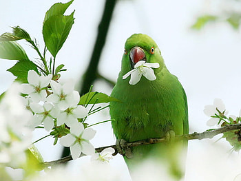 parrot, white, flower, green, spring, blossom, tree HD wallpaper