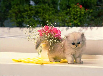 Spring & fluff, kitten, flowers, pink flowers, fluffy, pot HD wallpaper