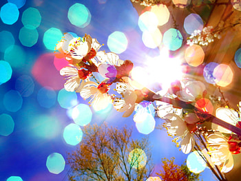 Blossom, Lens Flare HD wallpaper