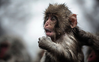 Funny Full Monkey HD wallpaper