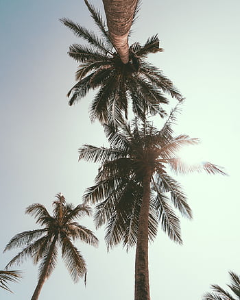 Low angle view of palm trees against a bright sky in Dambulla, Sri Lanka, capturing tropical serenity. HD phone wallpaper