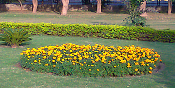 Bed of flowers, nature, flowers, bed of HD wallpaper