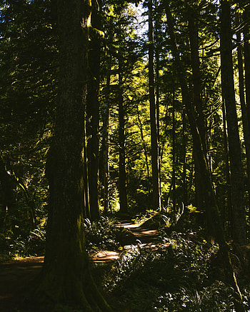 Nature, Trees, Bush, Forest, Branches, Path HD phone wallpaper