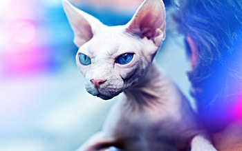 Sphynx Cat, Captivating , Unique beauty, Feline wonder HD wallpaper
