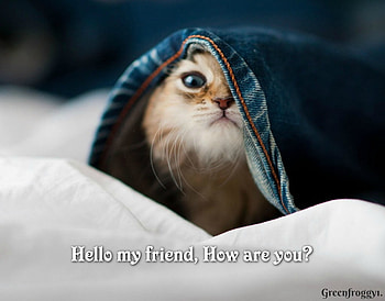 HELLO MY FRIEND, FRIEND, HELLO, COMMENT, CARD HD wallpaper