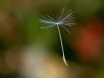 Plant, Macro, Flight, Dandelion, Fluff, Fuzz HD wallpaper
