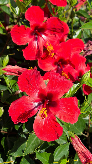 Hibiscus , background, Floral delight, Nature's beauty HD phone wallpaper