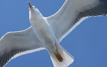 Animals, Bird, Gull, Seagull, Wings, Wave, Sweep HD wallpaper