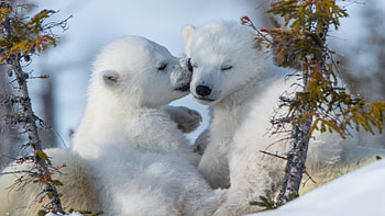 Adorable polar cubs, Winter wonderland, Stunning U, Arctic cuteness HD wallpaper