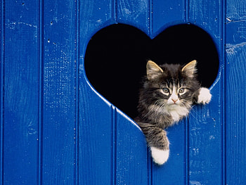 Animals, Fluffy, Kitty, Kitten, Heart, Peek Out, Look Out HD wallpaper