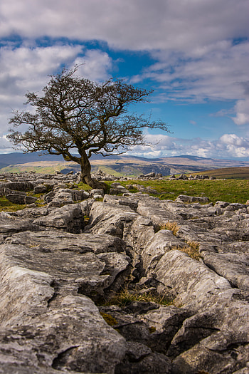 Nature, Stones, Sky, Wood, Tree, Dahl, Distance HD phone wallpaper