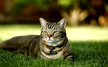 Animals, Grass, Cat, To Lie Down, Lie, Striped HD wallpaper