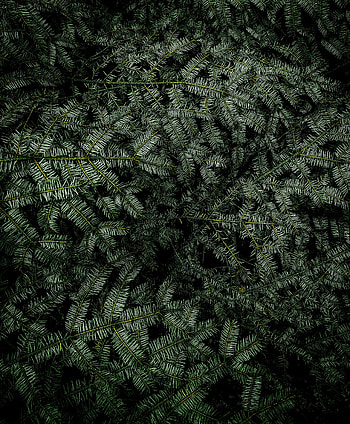 Nature, Needle, Plant, Branches, Fir, Spruce HD phone wallpaper
