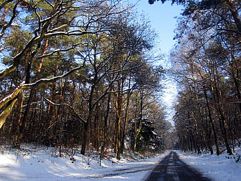 Day in december, winter, blue, snow, trees, sky, road, nature, tree HD wallpaper