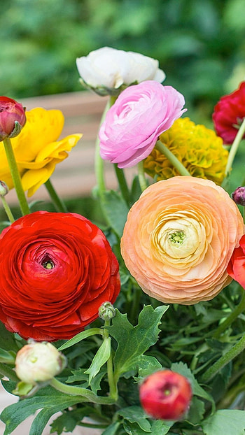 Ranunculus, Red, Flower HD phone wallpaper