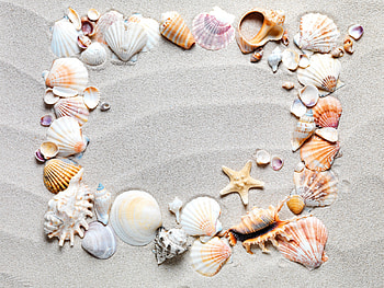 Seashells, starfish, sand, frame HD wallpaper
