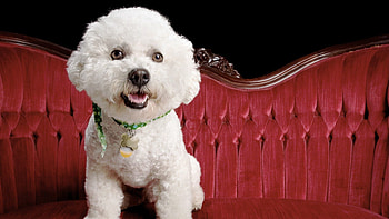 Animals, Fluffy, Dog, Puppy, Sofa HD wallpaper