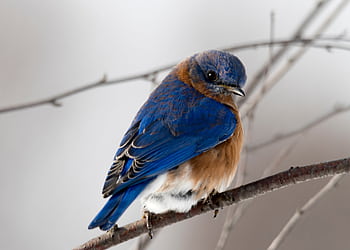 A vibrant Eastern Bluebird with vivid blue feathers perched on a bare tree branch. HD wallpaper