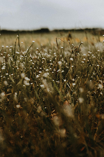 Plants, Nature, Flowers, Grass, Field HD phone wallpaper