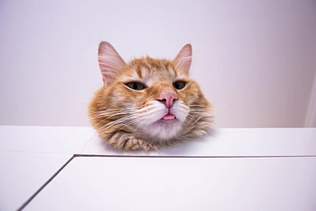 Animals, Cat, Fluffy, Protruding Tongue, Tongue Stuck Out, Cool, Redhead HD wallpaper