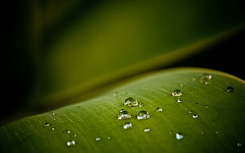 Grass, Drops, Macro, Shadow, Dew HD wallpaper
