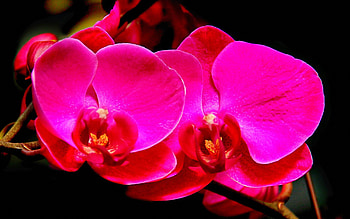 Orchids, nature, flowers, petals HD wallpaper