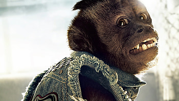 The Hangover, Monkey , Memorable scene, Primate chaos HD wallpaper