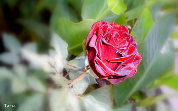 Plants, Flowers, Roses HD wallpaper