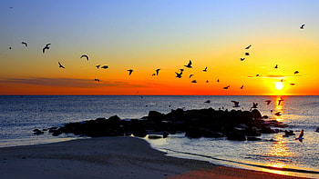 birds flying over rocky shore in gorgeous sunset, sea, horizon, shore, birds, rocks, sunset HD wallpaper