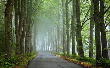 Spring Avenue, mist, avenue, trees, alley, road, spring HD wallpaper