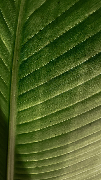 Macro, Sheet, Leaf, Stripes, Streaks, Veins HD phone wallpaper