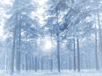 Snow, Winter, , Forest HD wallpaper