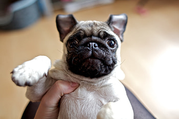 Animals, Dog, Muzzle, Sight, Opinion, Kid, Tot, Pug HD wallpaper