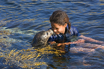Snuzzling, seal, sunlight, little waves, girl, algae, water HD wallpaper
