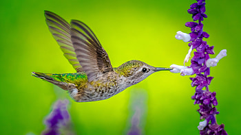Hummingbird, Galaxy Fold , Avian beauty, visual delight HD wallpaper