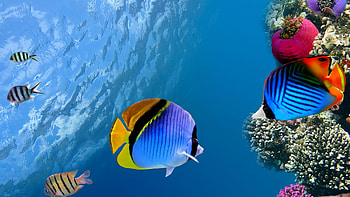 Underwater coral fish , Ultra background, Marine life beauty, Captivating oceanic scene HD wallpaper