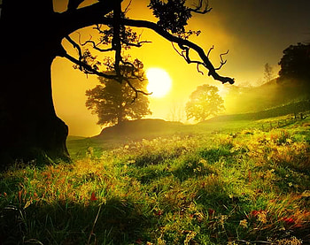 Sunrise, forests, nature, field HD wallpaper