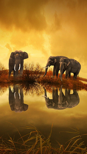 Elephant galaxy , Majestic creatures, Celestial beauty, Inspiring ry HD phone wallpaper