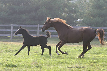 wild horses.....TRAPPED!!!!!, mares, foals, horses, wild horses HD wallpaper